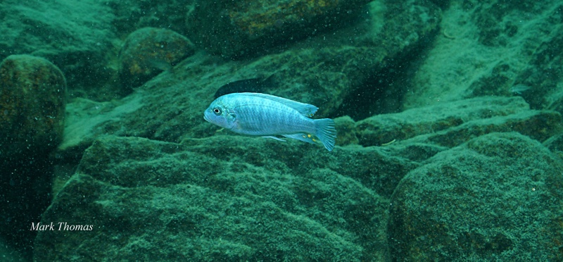 Maylandia estherae 'Gome Rock'